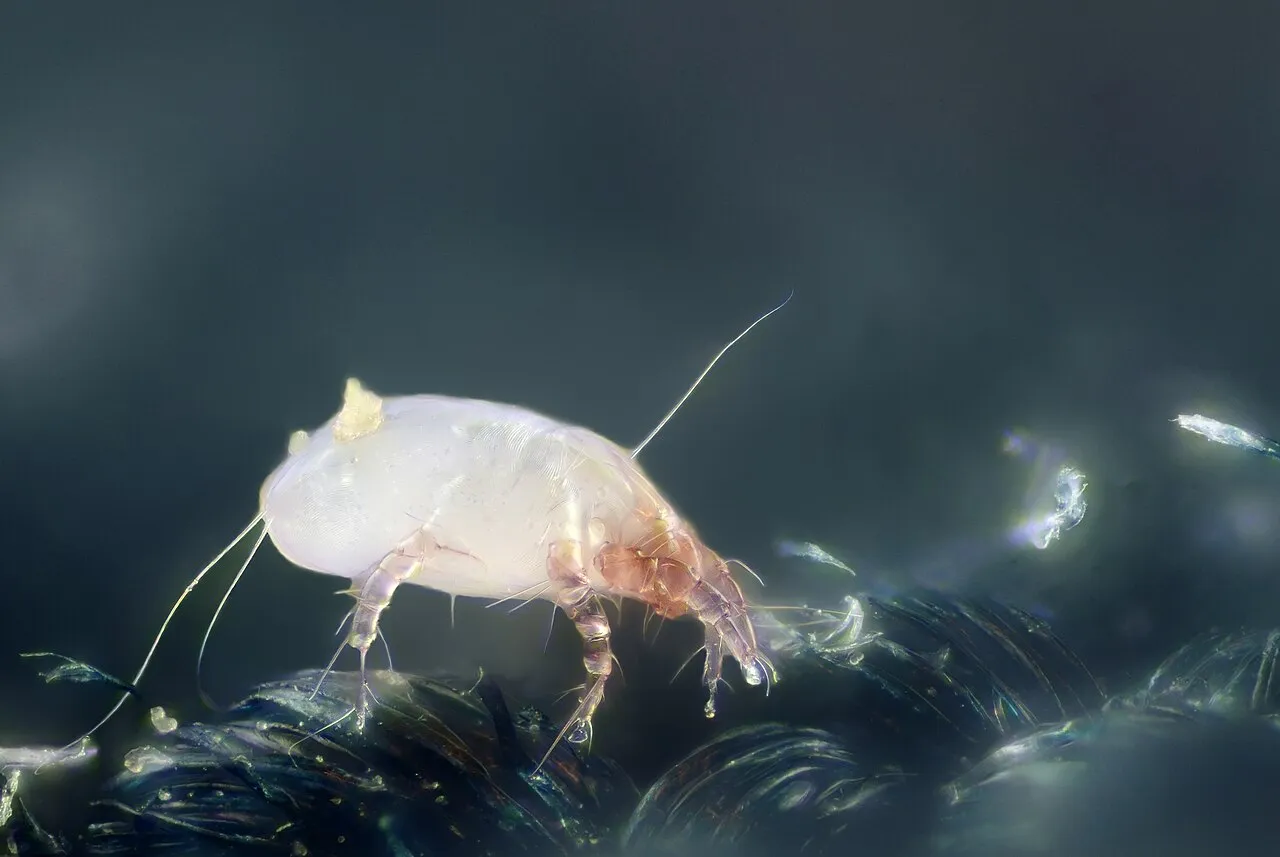 Acarien domestique (Dermatophagoides) vu au microscope, responsable des allergies dans le matelas