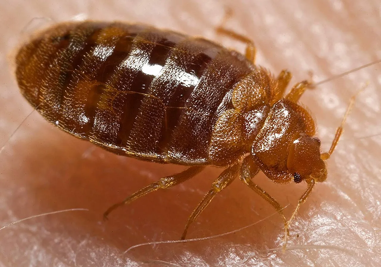 Punaise de lit (Cimex lectularius) sur une surface claire
