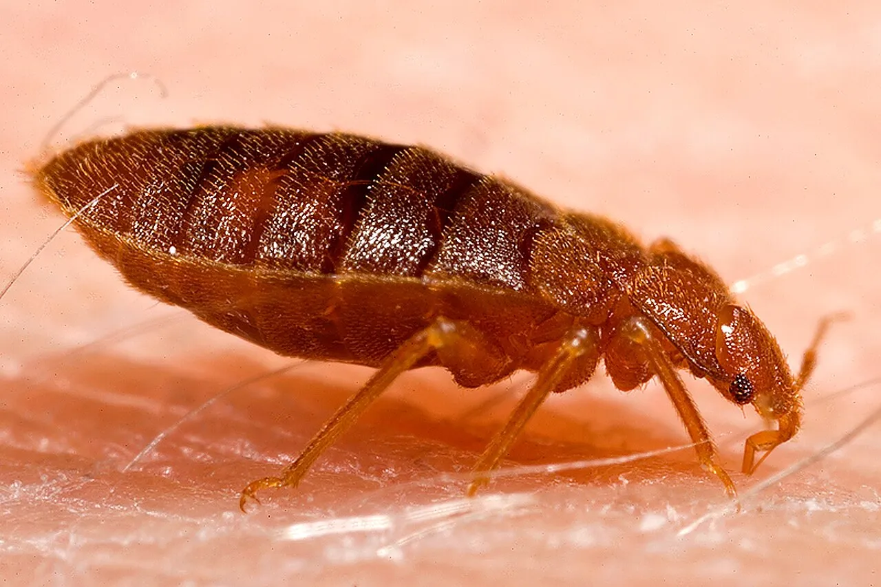 Punaise de lit adulte (Cimex lectularius) ciblée par le traitement vapeur